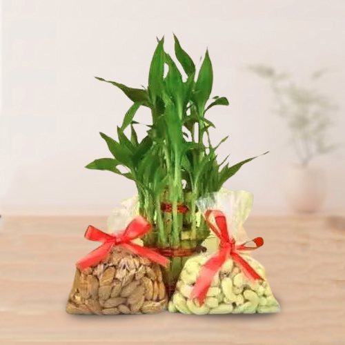 Send Exclusive Dry Fruits N Lucky Bamboo Gift Combo on Birthday