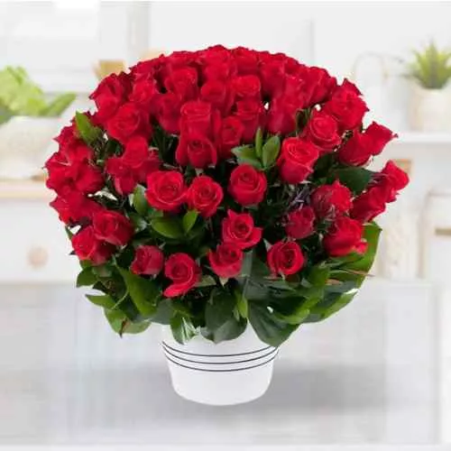 Sending Dutch Red Roses in a pot 