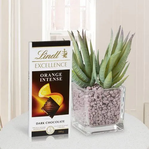 Aesthetic Combo of Aloe Vera Plant with Chocolate