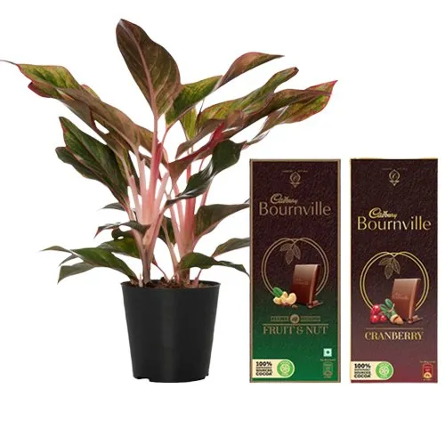 Air Purifying Aglaonema Modestum with Chocolaty Paradise