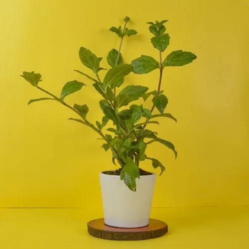 Evergreen Vringraj Plant in Brown Pot Gift