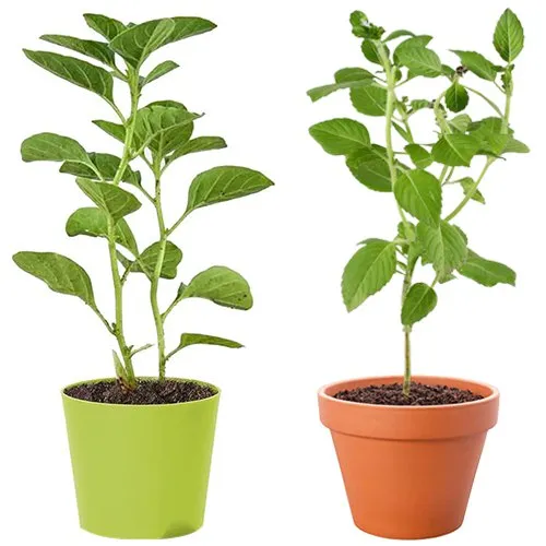 Awesome Vringraj N Ashwagandha Plant Combo