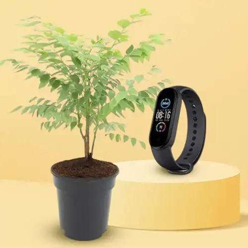 Prospering Amla Plant with Fitness Tracker