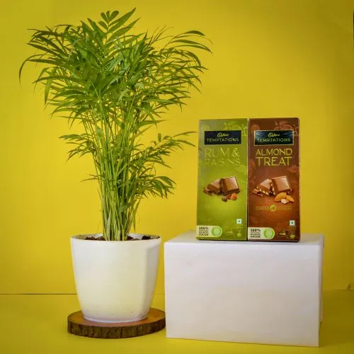 Fantastic Combo of Table Palm Plant with Assorted Cadbury Temptations