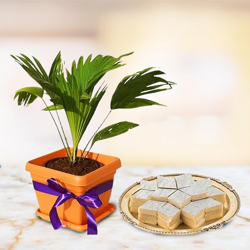 Air Purifying Table Palm Plant with Badam Barfi Combo