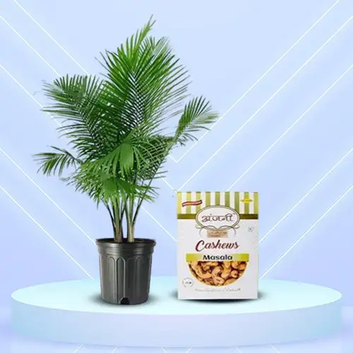 Amazing Majesty Palm Plant with Masala Cashews Combo