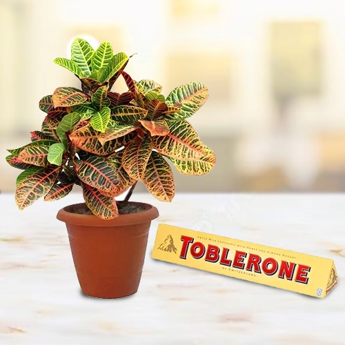 Classic Gift Combo of Crotons Plant N Toblerone