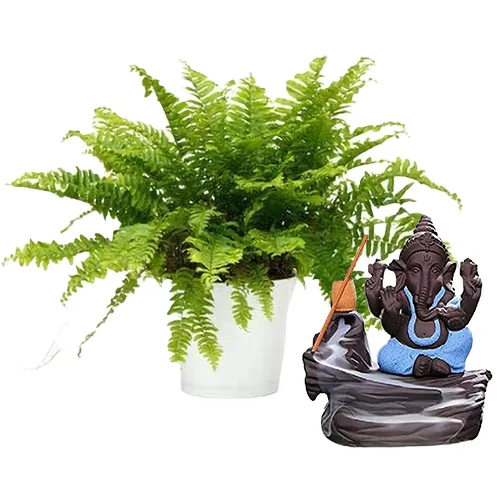 Distinctive Pair of Boston Fern Plant N Bal Ganesha Showpiece