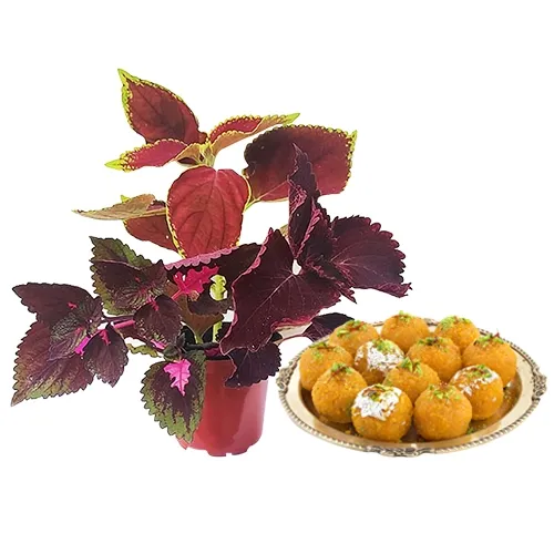 Charming Pack of Coleus Plant N Ghee Ladoo