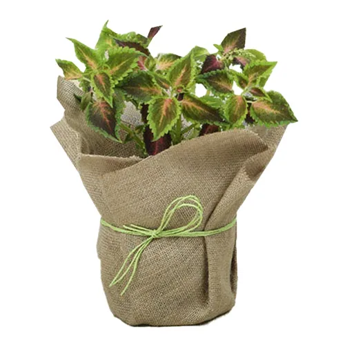 Alluring Jute Wrapped Coleus Plant