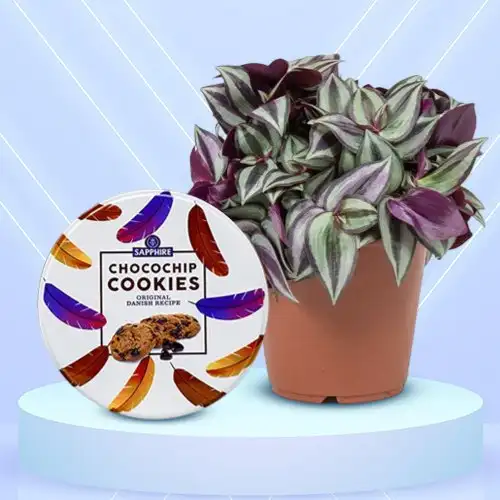 Captivating Inch Plant with Kravour Cookies Combo Set