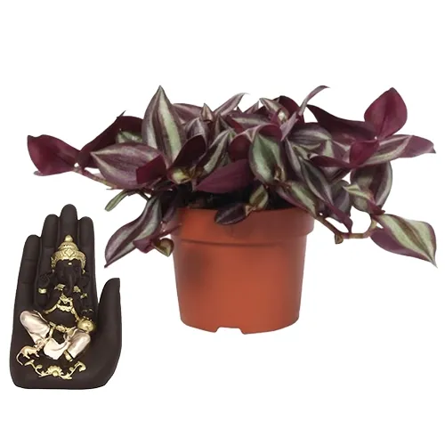 Gorgeous Combo of Wandering Jew Plant N Palm Ganesha Showpiece