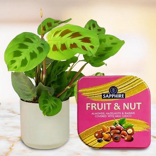 Exclusive Maranta Plant N Sapphire Fruit N Nut Tin Set