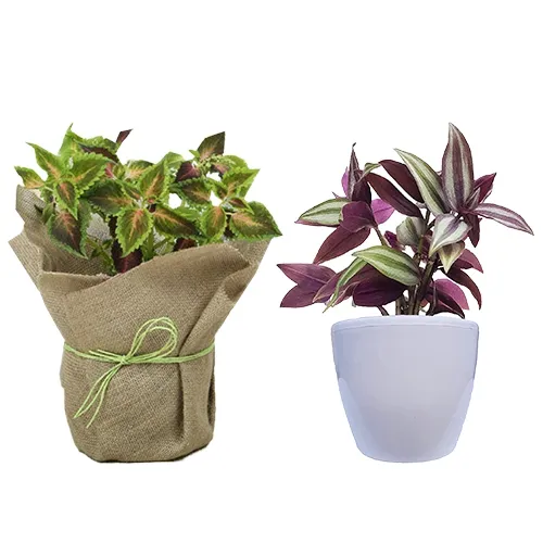 Charming Coleus Plant N Wandering Jew Plant Combo Set