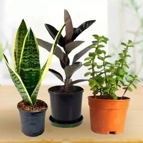 Botanical Gift Set of Three Air Purifying Planter