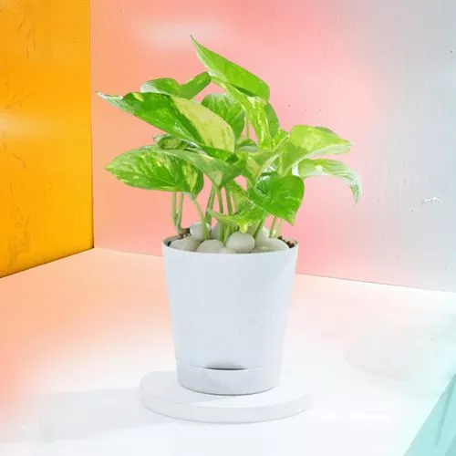 Stylish Self Watering Money Plant Gift