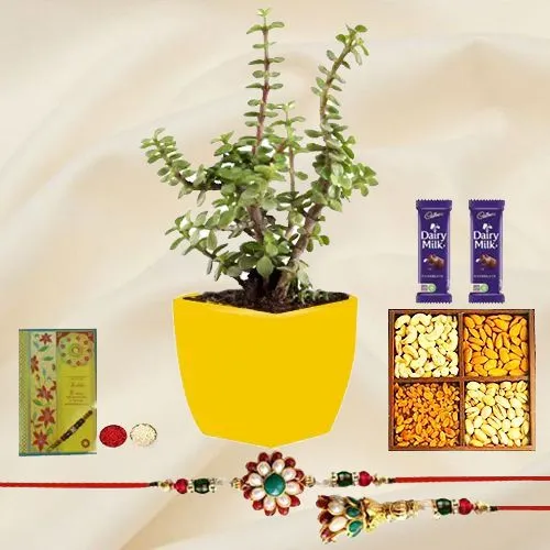 Designer Bhaiya Bhabhi Rakhi Set N Jade Plant